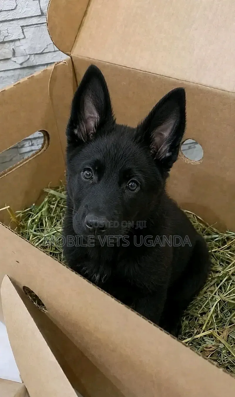 1-3 months Female Purebred German Shepherd