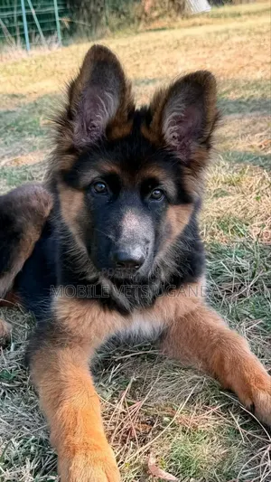 1-3 months Female Purebred German Shepherd