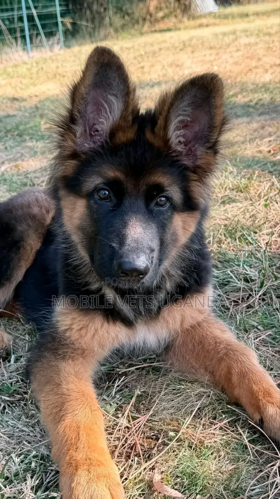 1-3 months Female Purebred German Shepherd