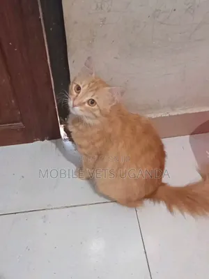 1-3 months Male Purebred Bombay