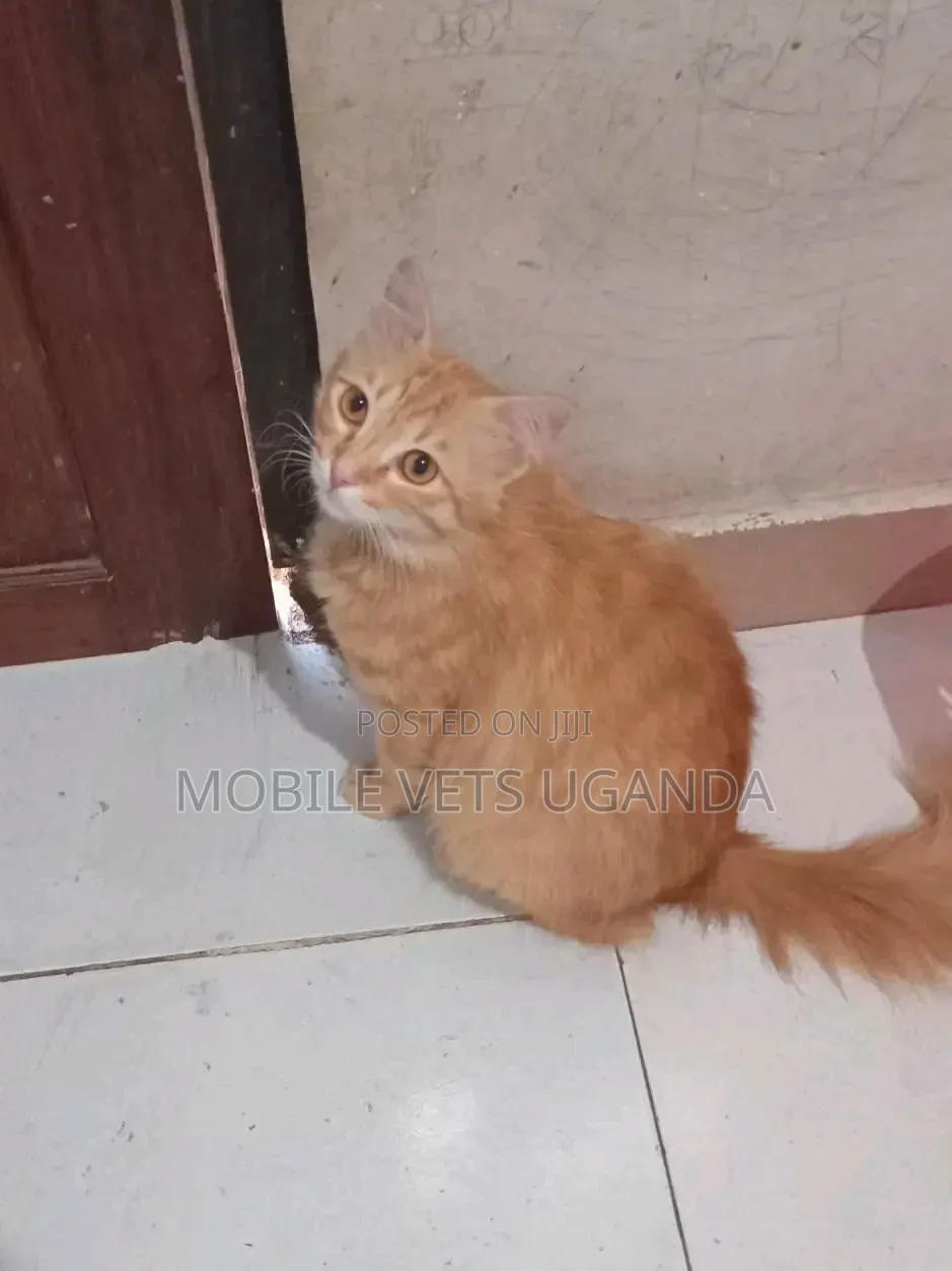 1-3 months Male Purebred Bombay