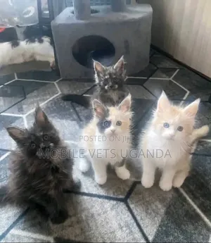 1-3 months Female Purebred Maine Coon