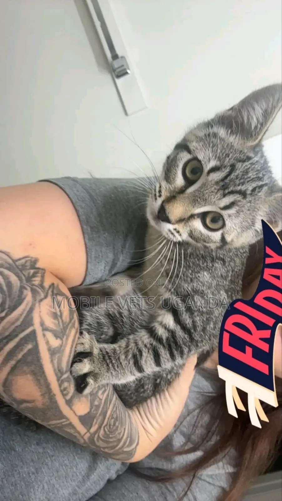 1-3 months Female Purebred Savannah