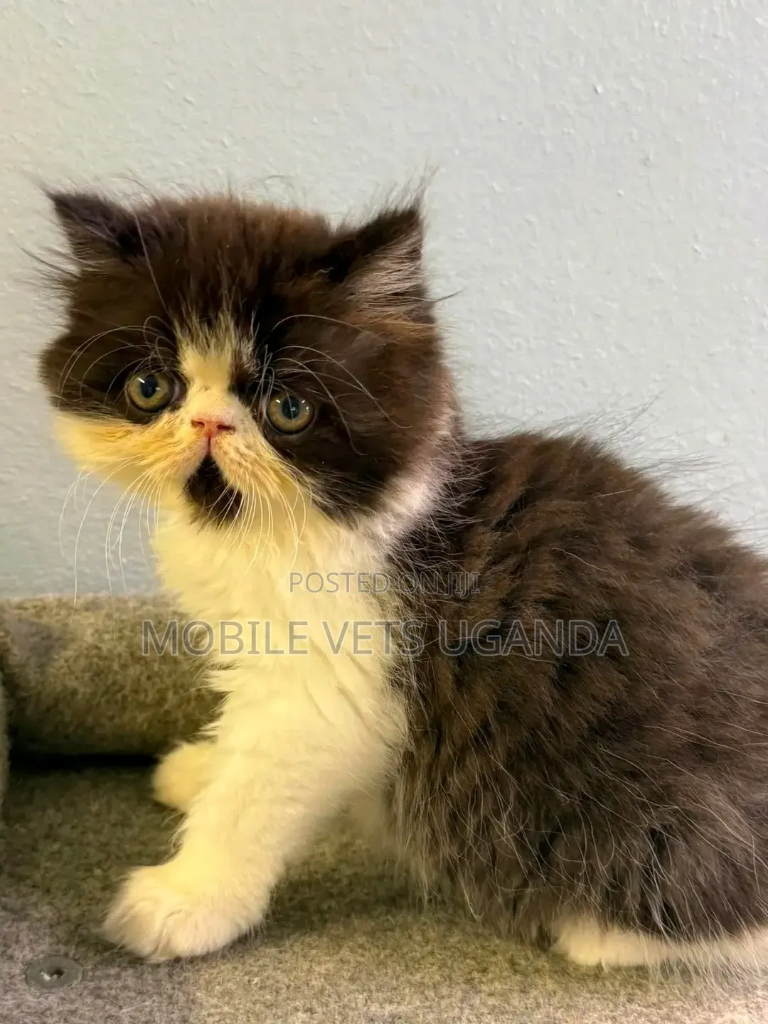 1-3 months Male Purebred Persian