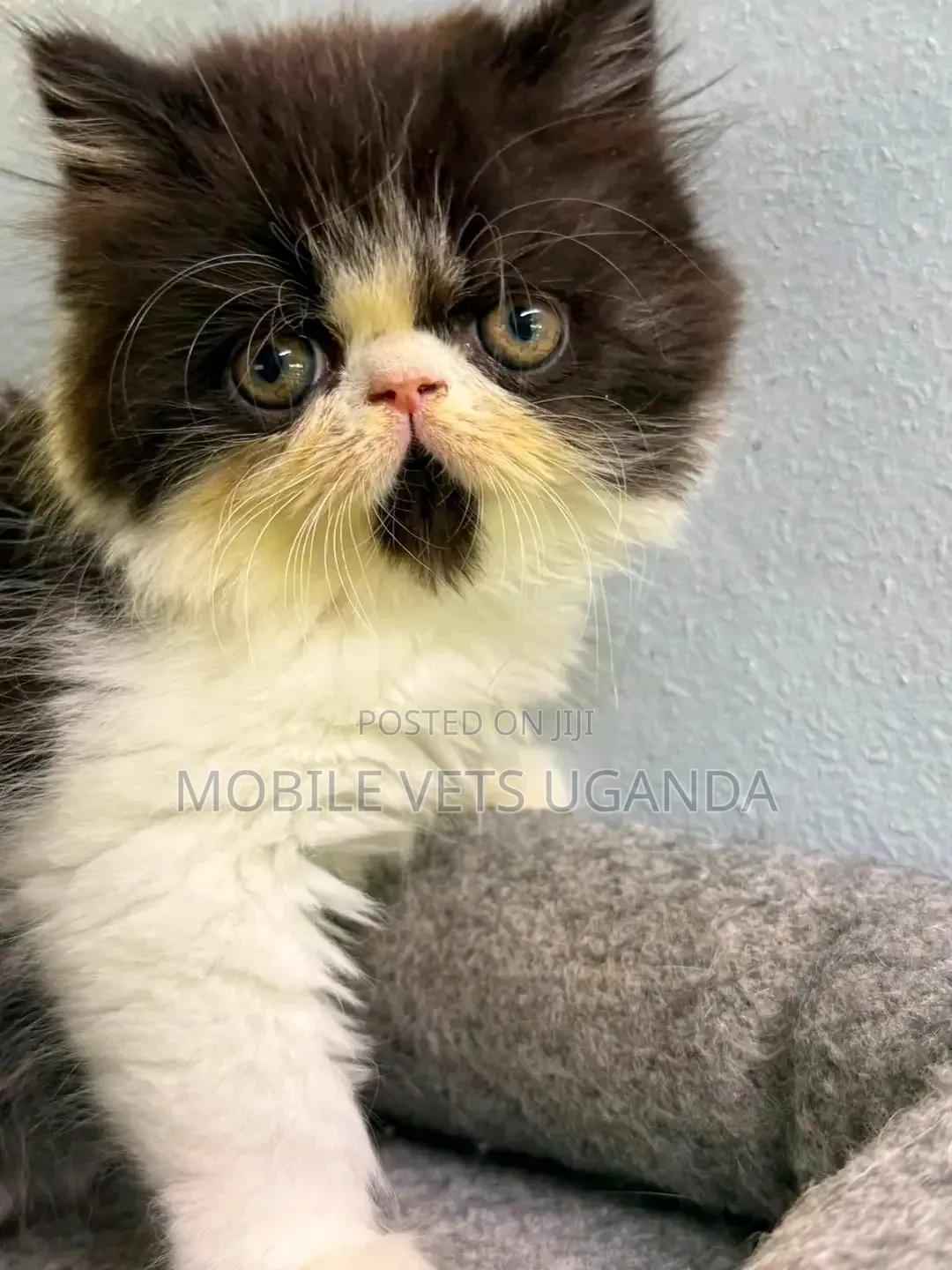 1-3 months Male Purebred Bombay