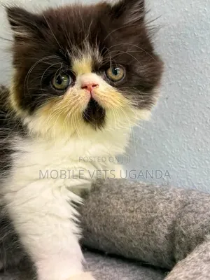 1-3 months Male Purebred Bombay