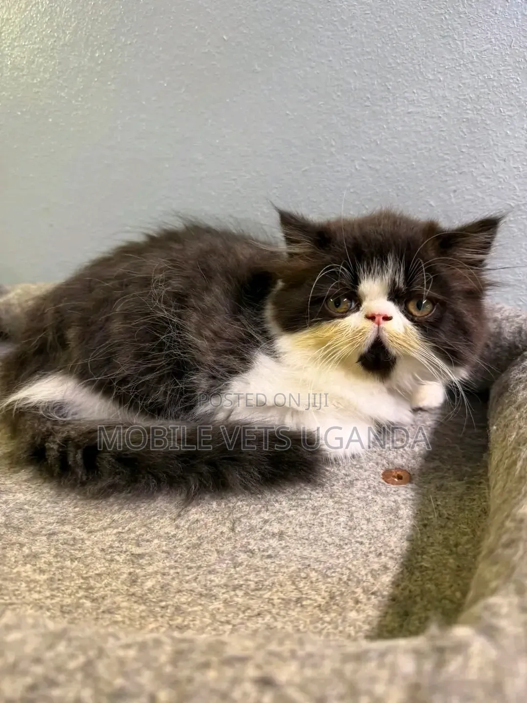 0-1 month Female Purebred Persian