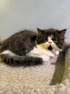 0-1 month Female Purebred Persian