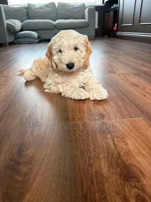1-3 months Male Purebred Maltese
