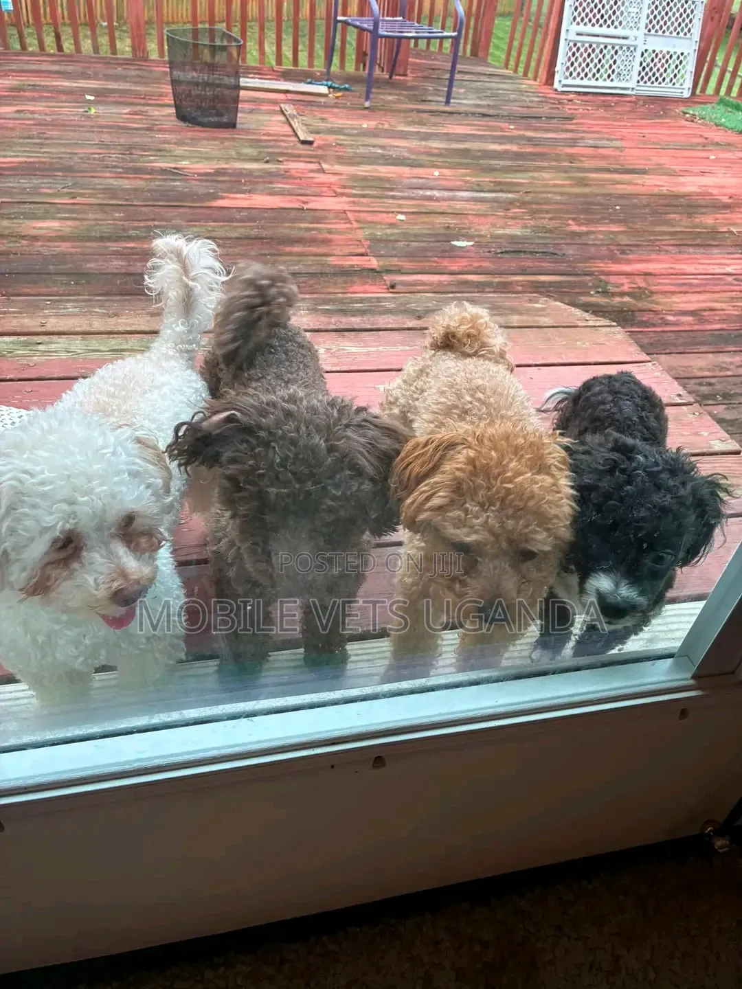 3-6 months Female Purebred Maltese