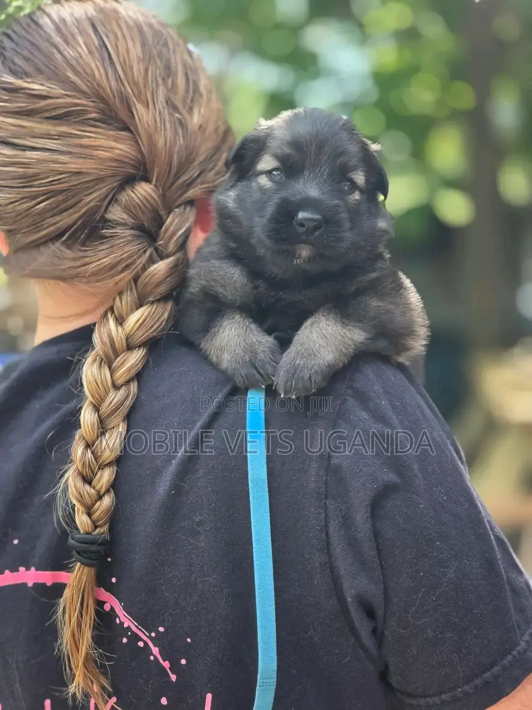 0-1 month Female Purebred German Shepherd