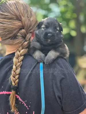 0-1 month Female Purebred German Shepherd