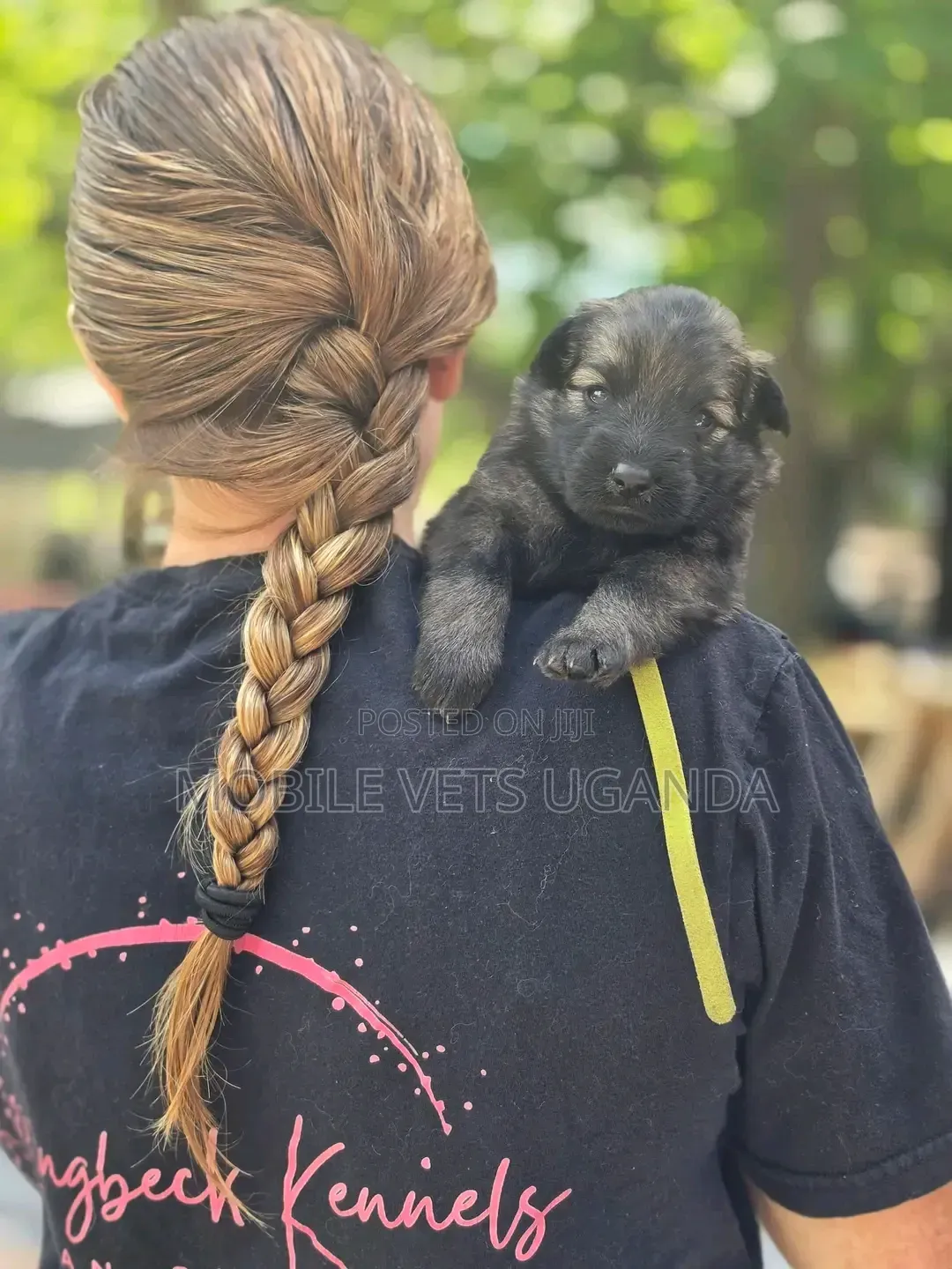 1-3 months Male Purebred German Shepherd
