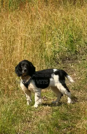 3-6 months Female Purebred English Cocker Spaniel