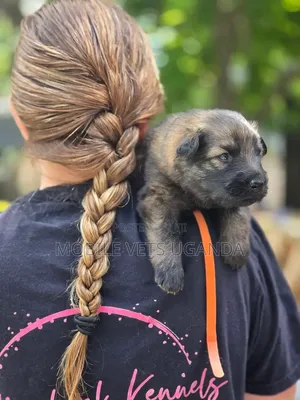 1-3 months Female Purebred German Shepherd