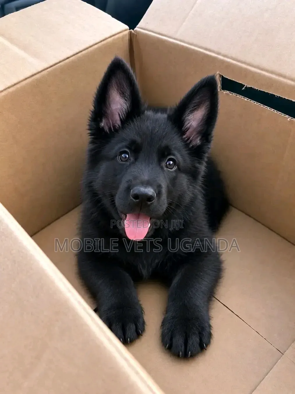 1-3 months Female Purebred German Shepherd