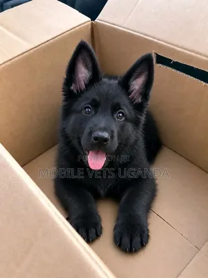 1-3 months Female Purebred German Shepherd