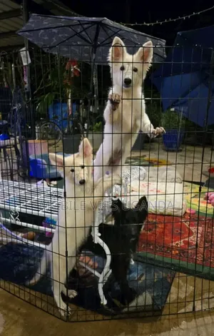 3-6 months Male Purebred German Shepherd