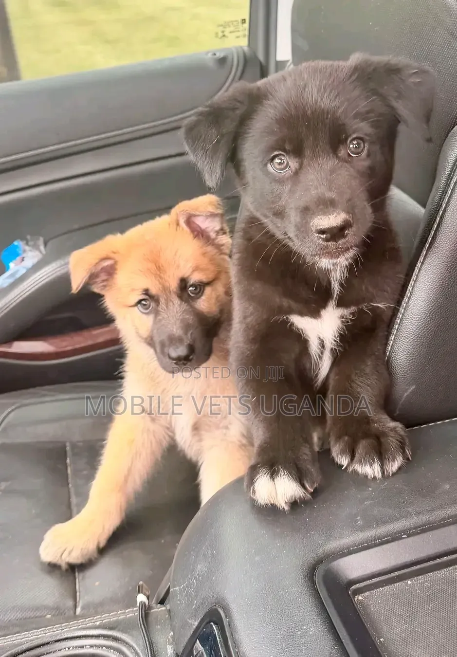 1-3 months Female Purebred German Shepherd