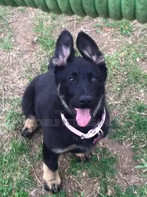3-6 months Female Purebred German Shepherd