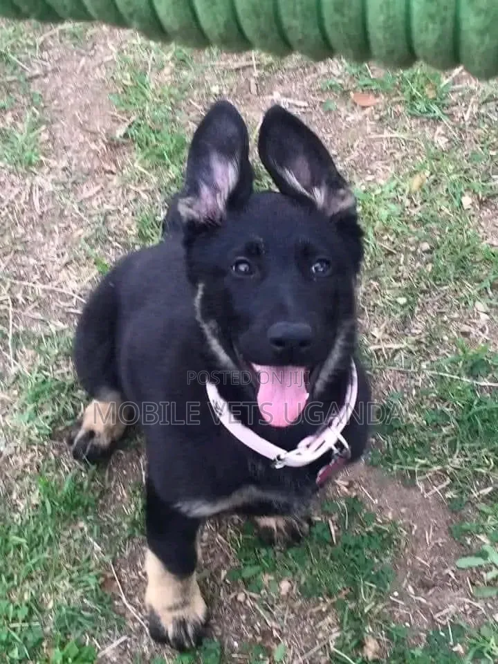 3-6 months Female Purebred German Shepherd