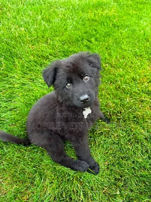 1-3 months Male Purebred German Shepherd