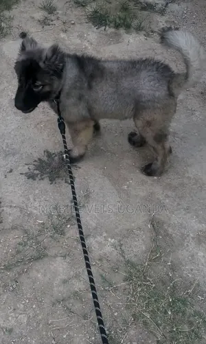 1-3 months Male Purebred German Shepherd