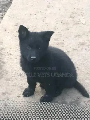 1-3 months Female Purebred German Shepherd