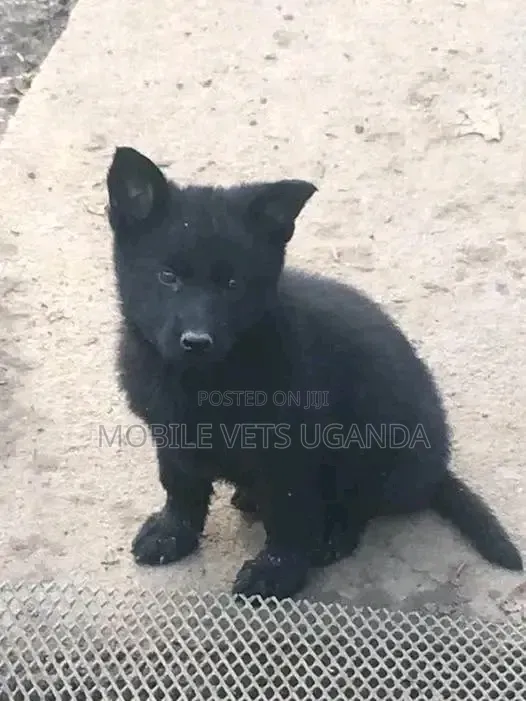 1-3 months Female Purebred German Shepherd