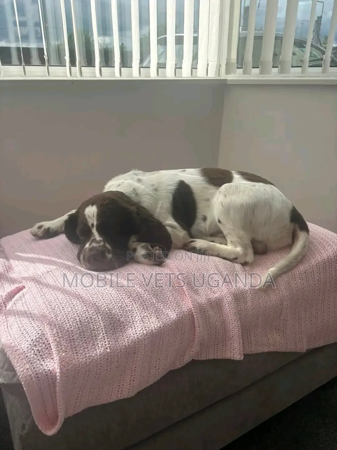 1-3 months Male Purebred English Cocker Spaniel