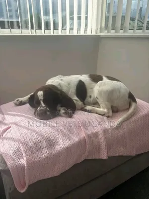 1-3 months Male Purebred English Cocker Spaniel