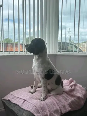 3-6 months Female Purebred English Springer Spaniel