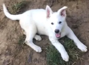3-6 months Male Purebred German Shepherd