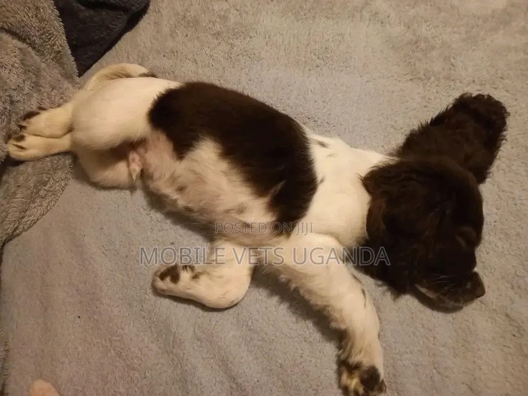 1-3 months Female Purebred English Cocker Spaniel