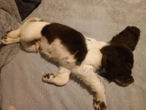 1-3 months Female Purebred English Cocker Spaniel