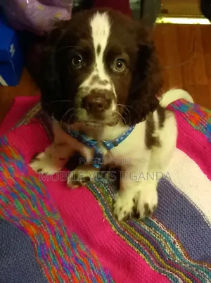 3-6 months Female Purebred English Cocker Spaniel