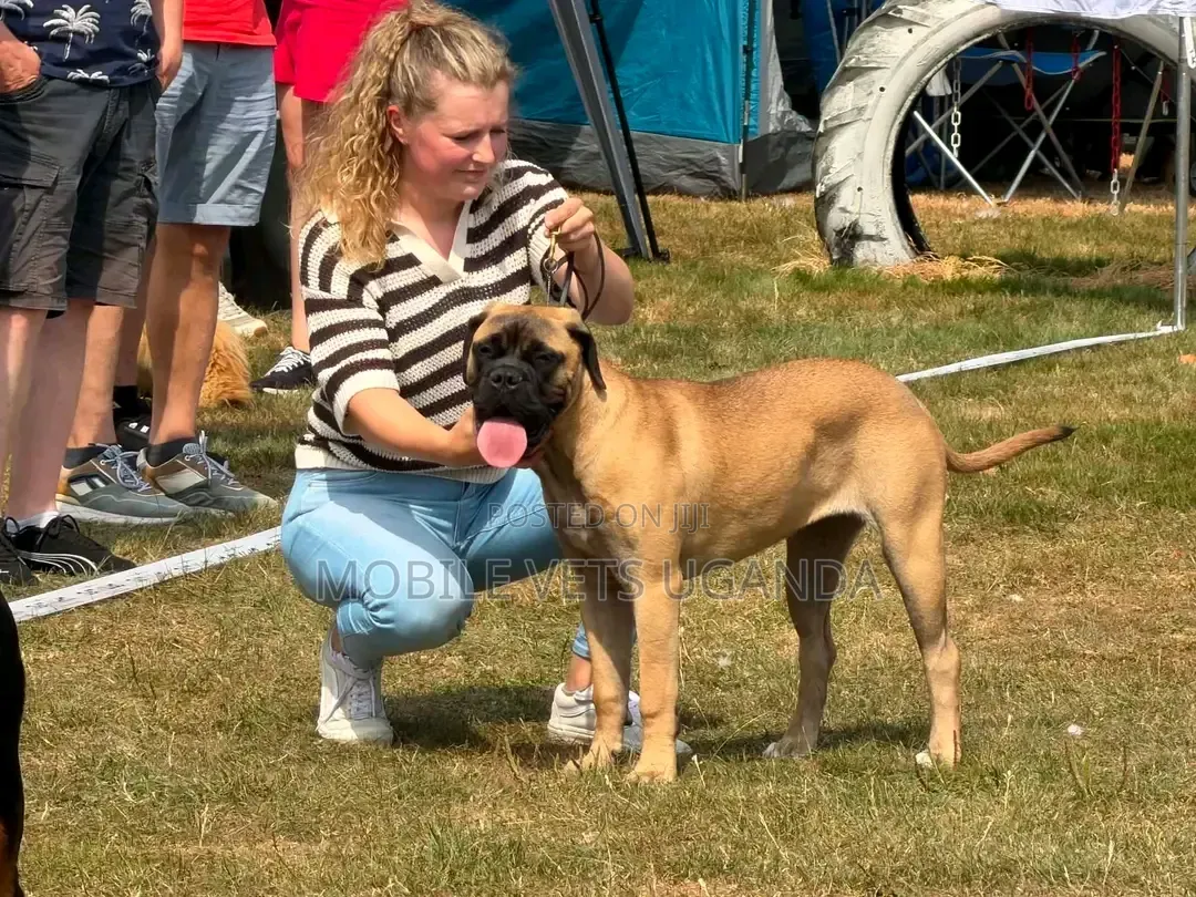 3-6 months Female Purebred Boerboel