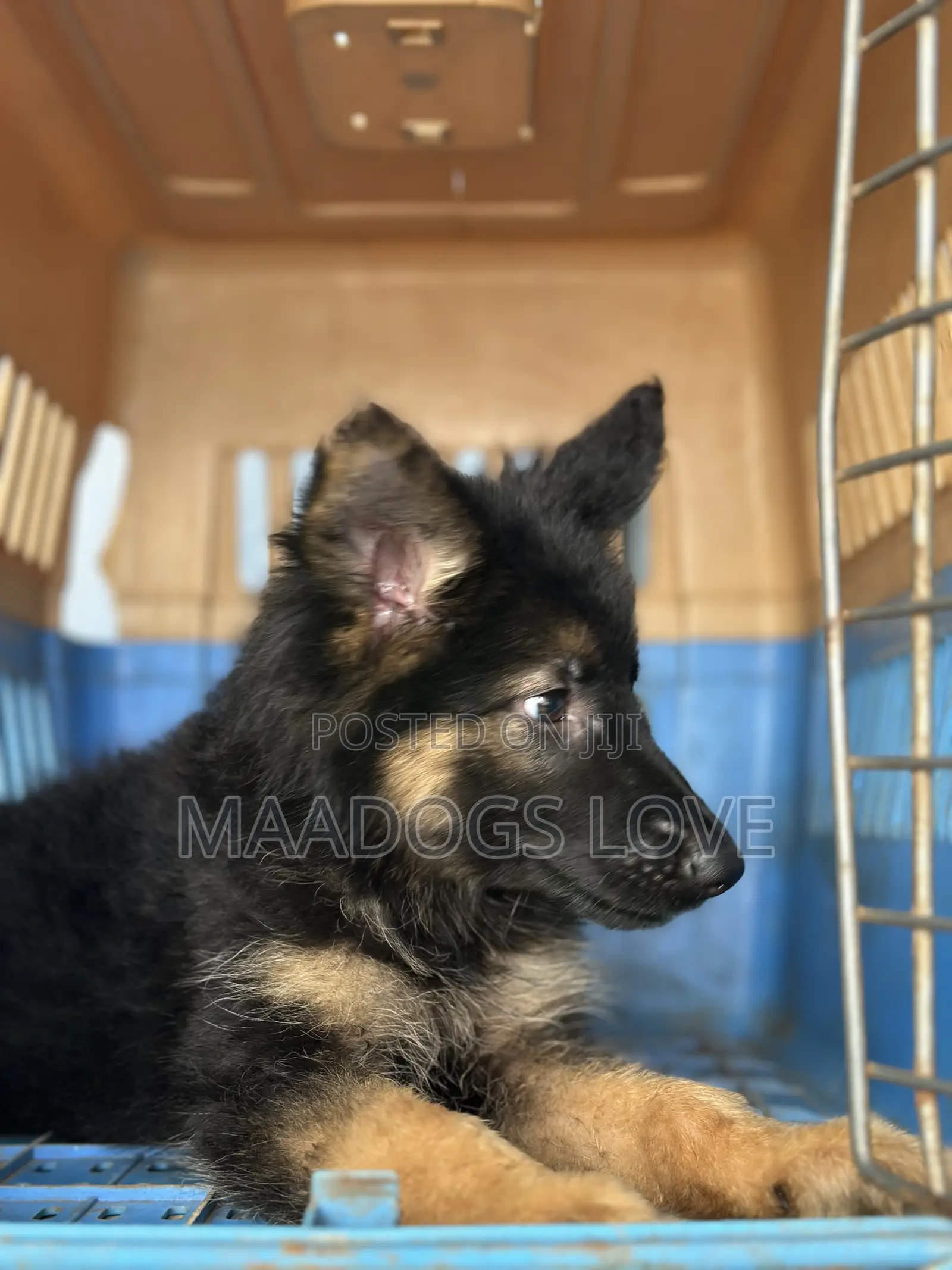1-3 months Male Purebred German Shepherd