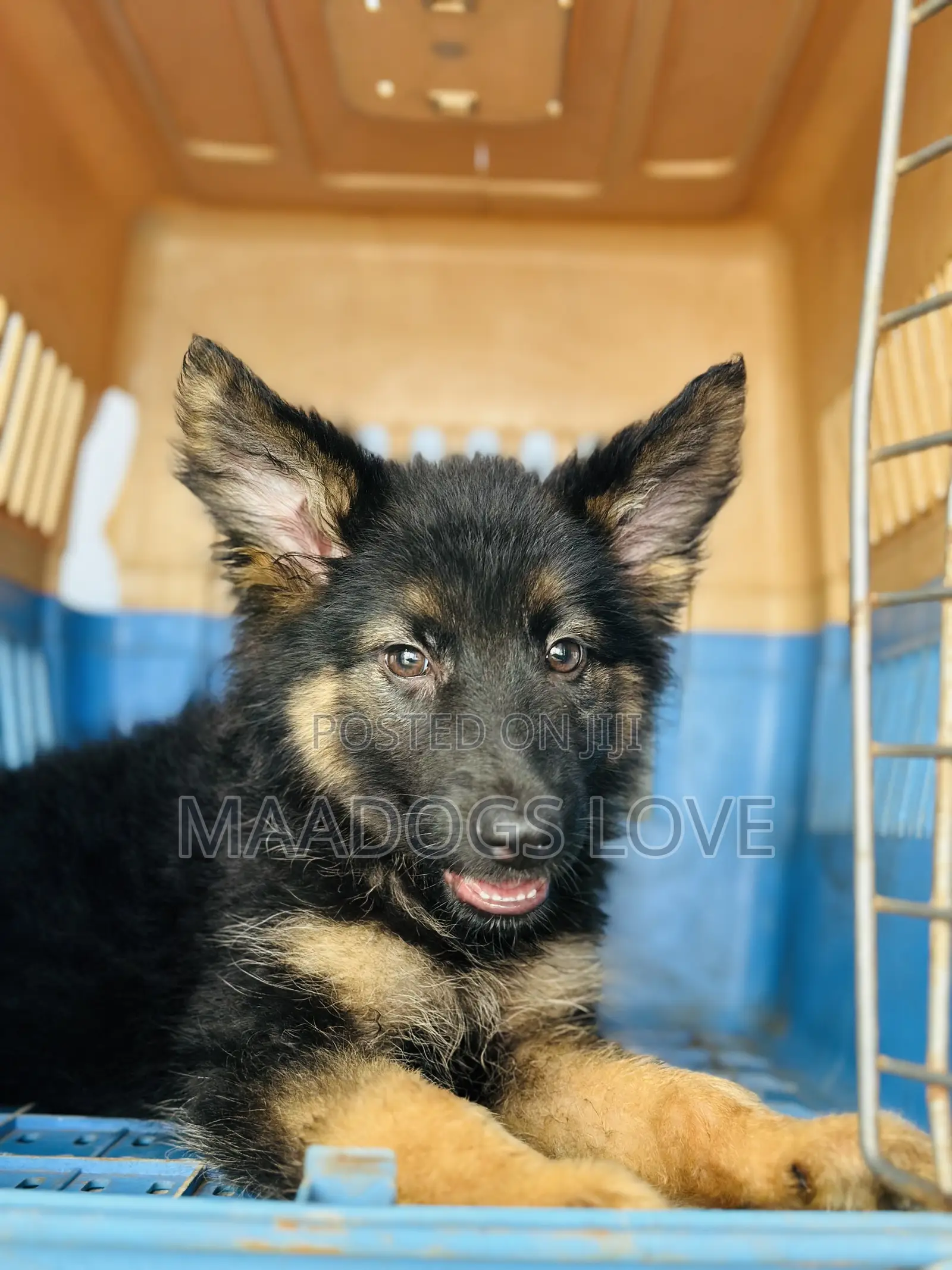 1-3 months Male Purebred German Shepherd