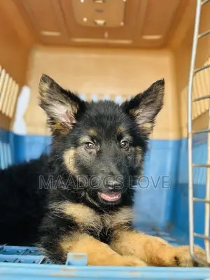 1-3 months Male Purebred German Shepherd