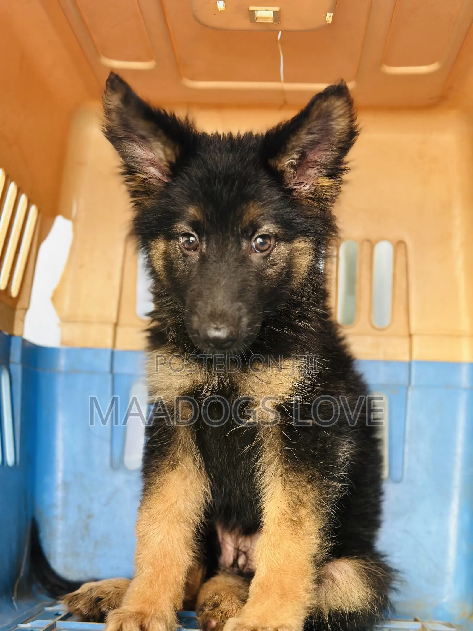 1-3 months Male Purebred German Shepherd