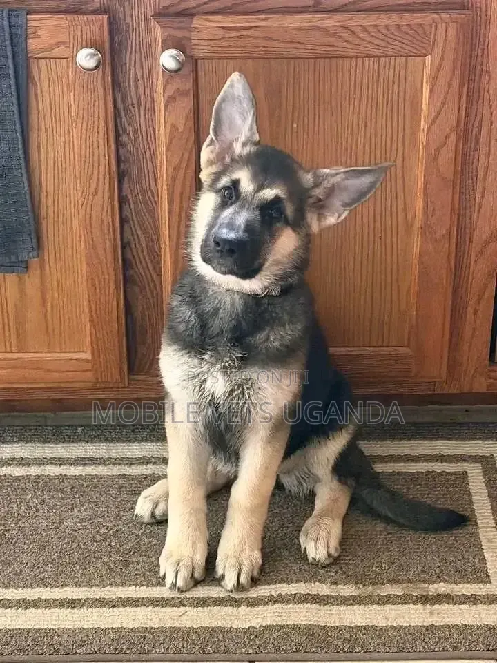 6-12 months Male Purebred German Shepherd