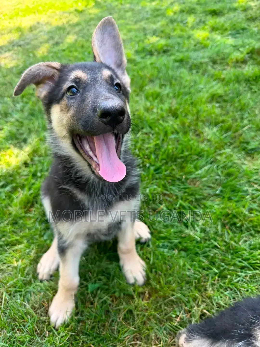 1-3 months Male Purebred German Shepherd