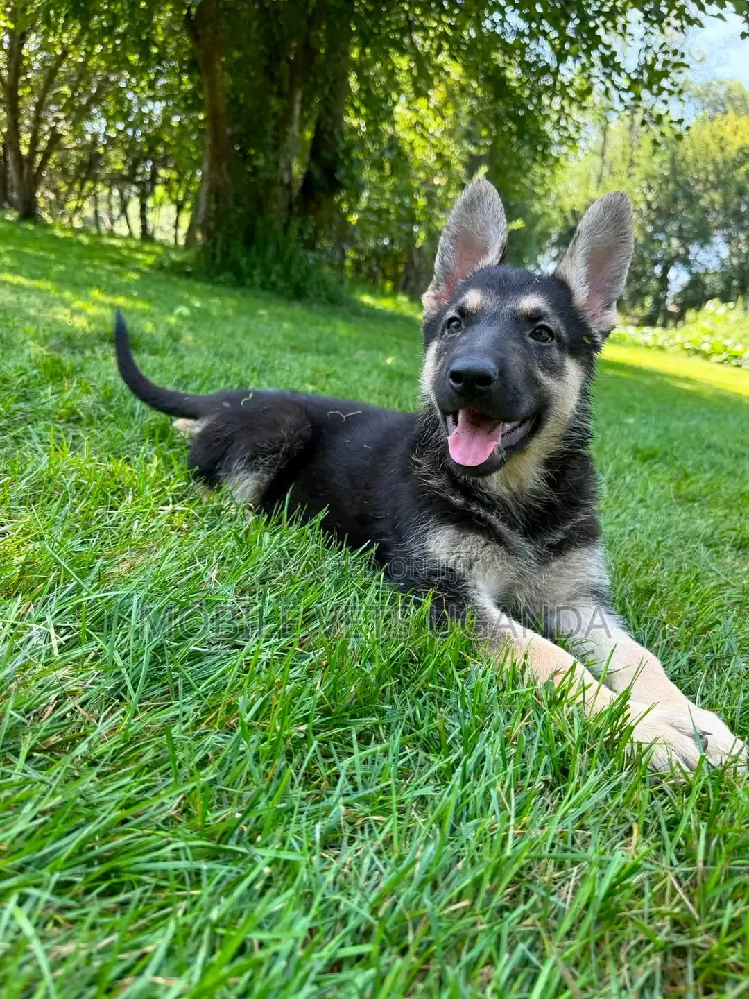 3-6 months Female Purebred German Shepherd