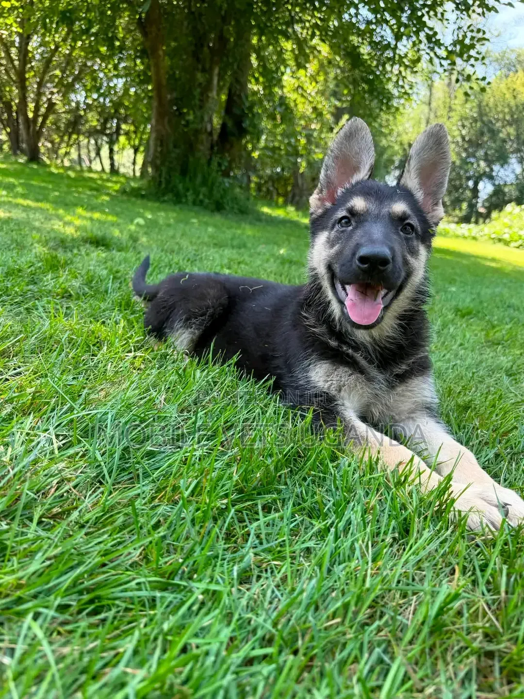 1-3 months Female Purebred German Shepherd