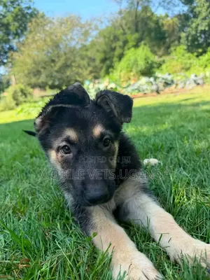 1-3 months Female Purebred German Shepherd