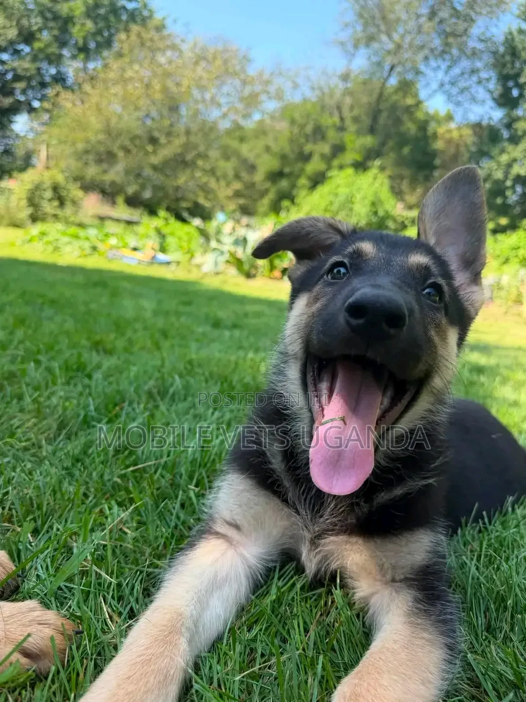 3-6 months Female Purebred German Shepherd