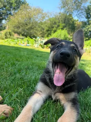 3-6 months Female Purebred German Shepherd