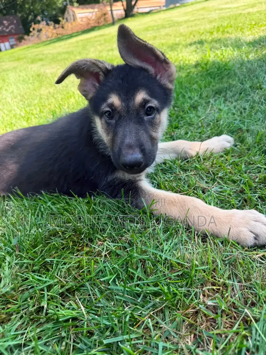 3-6 months Female Purebred German Shepherd