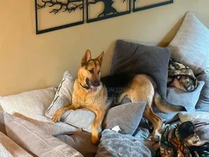 6-12 months Female Purebred German Shepherd